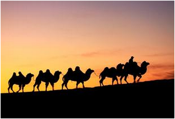 駝隊.png
